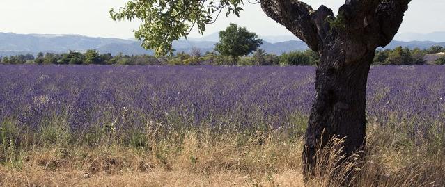 La Provence où tout commence